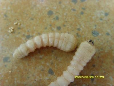 蛀 虫 防 治